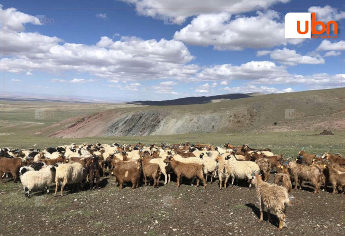 334 мал хулгайлж, 113 сая төгрөгийн хохирол учруулсан 27 хүнд холбогдох хэргийг шүүхэд шилжүүлжээ