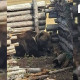 Увс аймагт айлын хотонд нэвтэрсэн баавгайг устгажээ