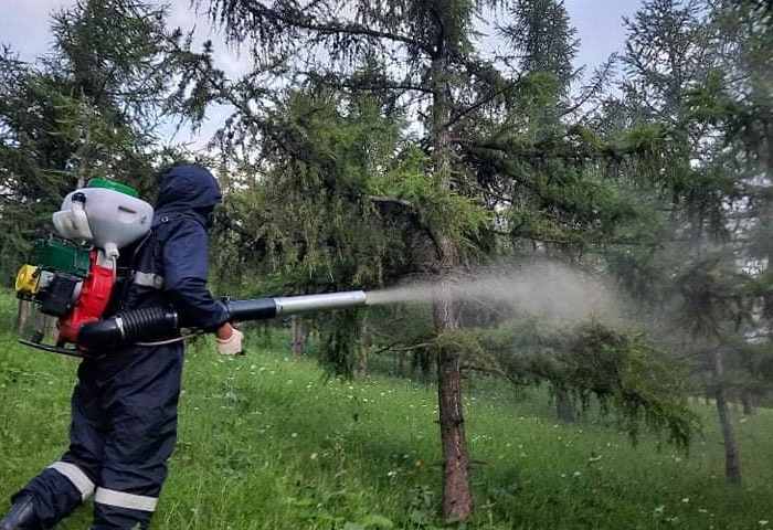 Нийслэлийн ногоон бүсийн ойн сангийн шавжийг устгаж байна