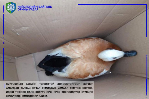 Нийслэлд орж ирсэн сарьсан багваахай, могой зэрэг амьтныг байгальд нь тавьжээ
