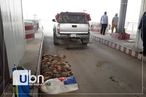 Эмээлтийн шалган нэвтрүүлэх товчоогоор 24 ширхэг тарвага оруулахыг завджээ