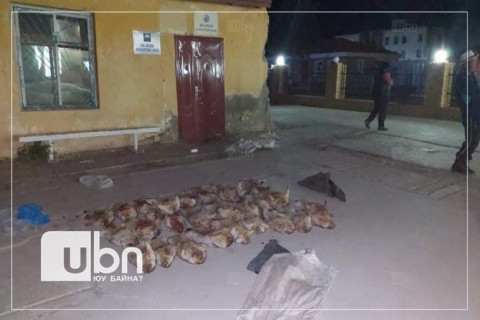 27 ширхэг нойтон тарвага тээвэрлэж явсан иргэдийг саатуулжээ