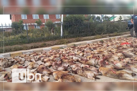 Хууль бусаар тээвэрлэж явсан 135 ширхэг тарвагыг илрүүлжээ