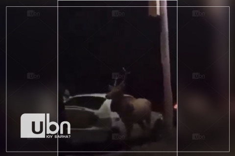 Г.Ганзоригт: Суурьшлын бүсэд буга орж ирж буй нь ороо нийллэгийн үе тохиож байгаатай холбоотой