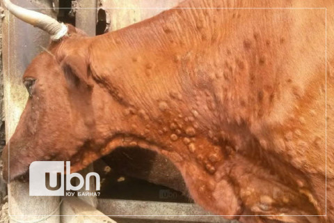 Сүхбаатар аймагт арьс товруутах өвчнөөр өвчилсөн 109 үхрийг устгалд оруулжээ