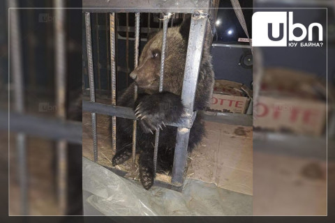 Малчны хотонд орж ирсэн баавгайг  бугуйлдан барьж авчээ