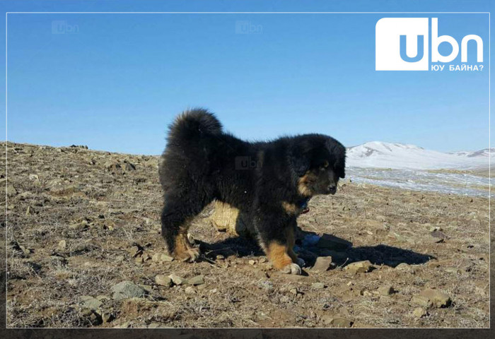 Монгол банхарын гөлөг дэлхийд 850-3500 ам.долларын үнэ хүрч байна