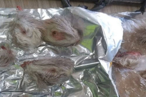 Хууль бусаар хүдэр агнаж, заар тээвэрлэж явсныг илрүүлжээ