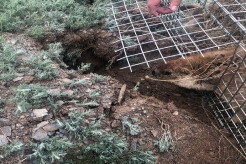 Суурьшлын бүсэд тархац нутаггүй болсон 52 тарвагыг нүүлгэн шилжүүлжээ