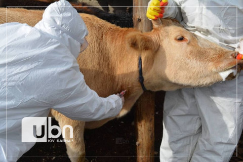 УОК: 12 аймагт шүлхий өвчнөөс сэргийлэх зорилгоор хязгаарлалт тогтоогоод байна