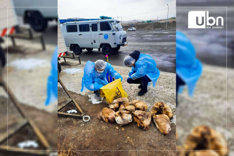 НХМГ: 32 ширхэг тарвага тээвэрлэн Улаанбаатар руу нэвтрүүлэхийг завдсан зөрчлийг илрүүллээ