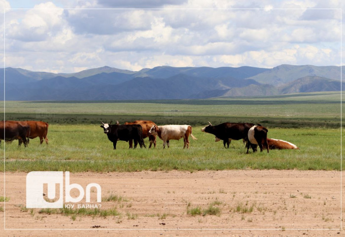 Увс аймагт үхрийн арьс товруутах өвчин бүртгэгдлээ