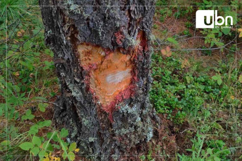 37 отог, 146 иргэнийг ногоон бүсээс буулгаж, хууль бусаар түүсэн самрыг нь хураажээ