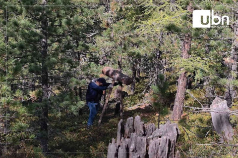 ХӨНДӨХ СЭДЭВ: Хилээр гарч буй самрыг ТАТВАРТАЙ болгохгүй бол хушин ой СҮЙДЛЭЭ