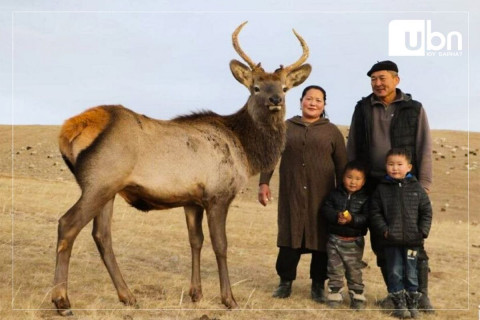 Борхүүг өнөөдөр Богдхан ууланд нь нутагшуулна