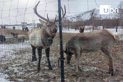 Ирэх 5-р сард Богдхан ууланд нутагшуулахаар болсон Борхүү болон бугын илийгүүд өнөтэй өвөлжиж байна