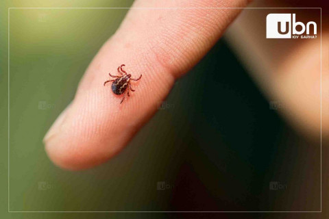 Говь-Алтай аймагт хачигт халдвараар өвчилсөн дөрвөн тохиолдол бүртгэгджээ