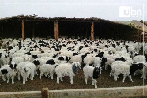 Улсын хэмжээнд 8.1 сая төл бойжиж байна