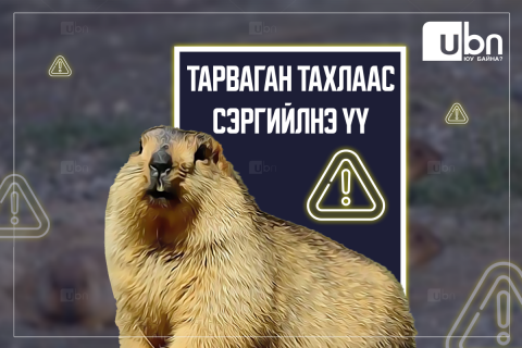 ШУУРХАЙ: Тарваган тахал өвчний гурван сэжигтэй тохиолдол бүртгэгдлээ