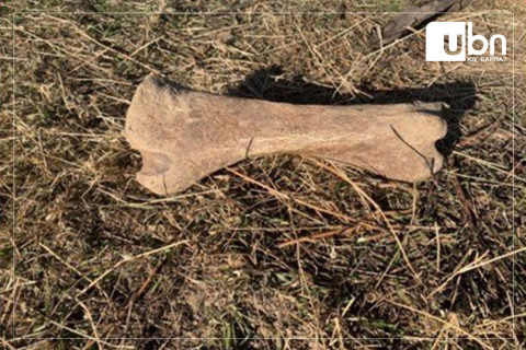 Одоогоос 40 мянган жилийн өмнө амьдарч байсан Савагт хирсний ясыг худалдах зорилгоор хадгалсан байж болзошгүй үйлдлийг илрүүлжээ