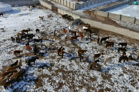Хориотой бүсээс мал гаргах явцад 73 адууг гурван иргэн авч зугтжээ