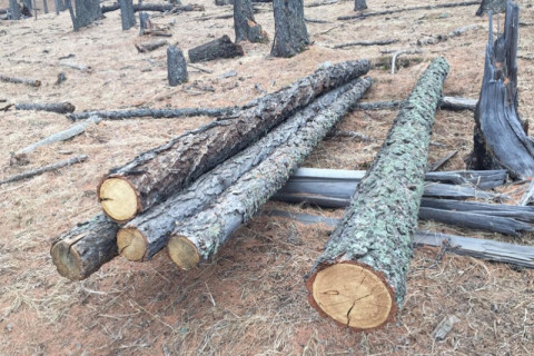 Тусгай хамгаалалттай газраас “Шинэс” төрлийн модыг хулгайгаар бэлтгэжээ