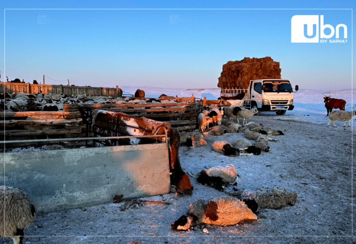 Улсын хэмжээнд 5.9 сая мал хорогдож, 6 аймгийн 20 сум төмөр зудтай байна