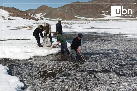 Даян нуурт их хэмжээний загас хорогджээ