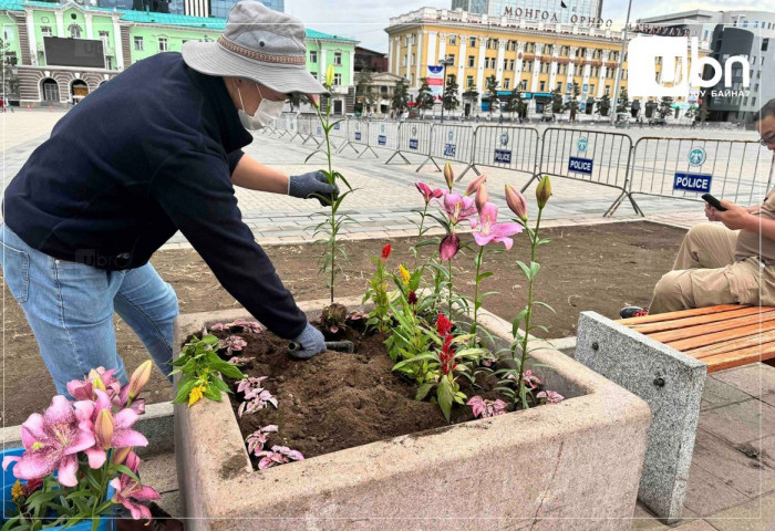 ЭМГЭНЭЛ: Гишүүд нь элдэв төрийн санг цөлмөнө, иргэд нь төв талбайн үнэтэй цэцэгсийг ТОНОНО