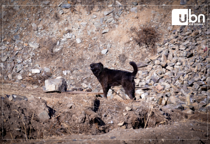 Энэ сарын 21-25-ны өдрүүдэд зэрлэгшсэн нохой, муур барих ажлыг зохион байгуулна