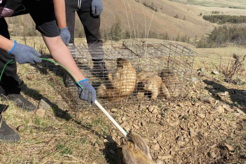 Суурьшлын бүсээс тарвагыг шилжүүлэн нутагшууллаа