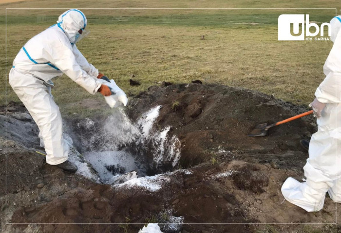Малын гоц халдварт боом өвчнөөр 2 хүн өвчилжээ